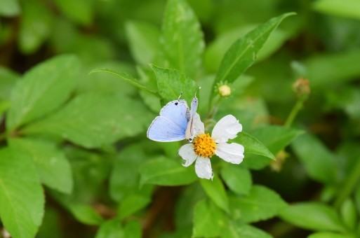 蝶標本　ウスアオオナガウラナミシジミ　3♂ 蝶標本 ウスアオオナガウラナミシジミ 3♂