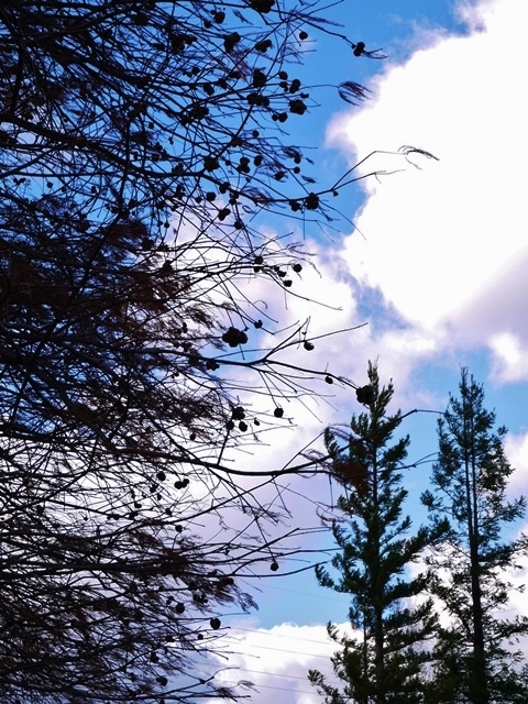 a0147281_21540588.jpg