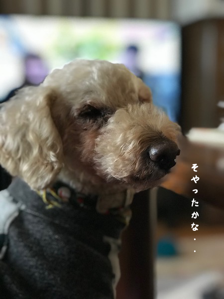 a0216583_17193786.png