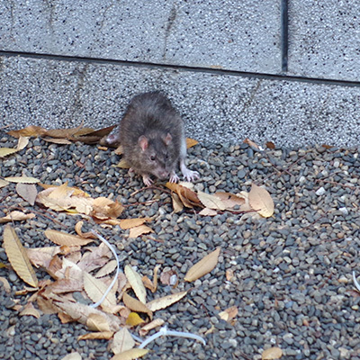 12月6日(水)の109前交差点_b0056983_16352186.jpg