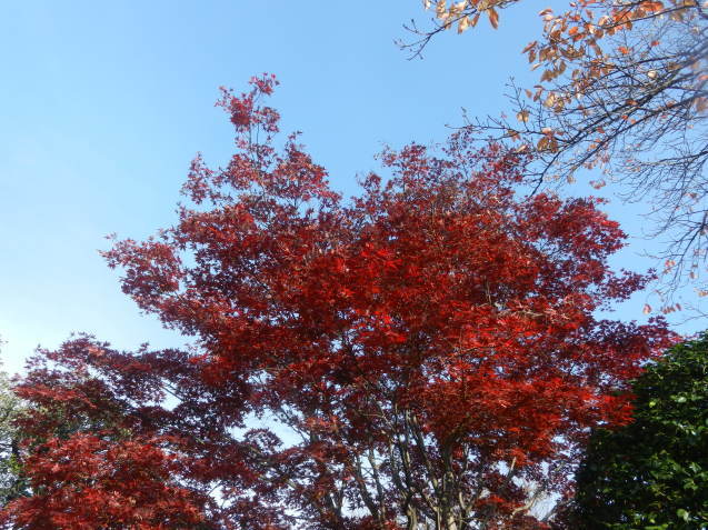 紅葉  /  koba_d0135801_18111359.jpg