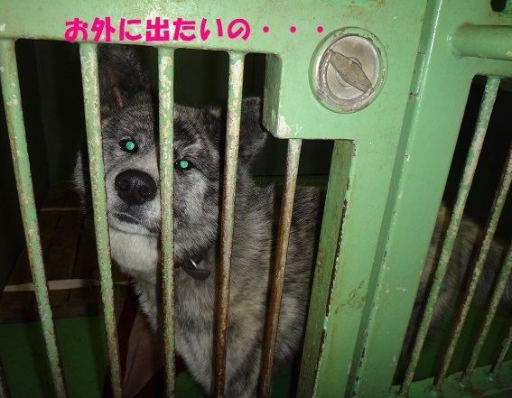 センターの虎毛秋田の女の子、里親さん募集します!_f0121712_08055162.jpg