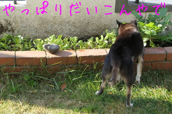 f0369014_15040602.jpg