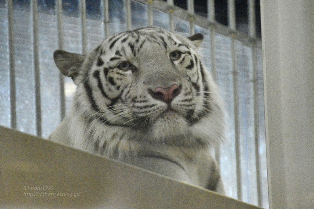 2016.11.5 ニフレル☆ホワイトタイガーのアクア<その7>(完)【White tiger】_f0250322_2251722.jpg