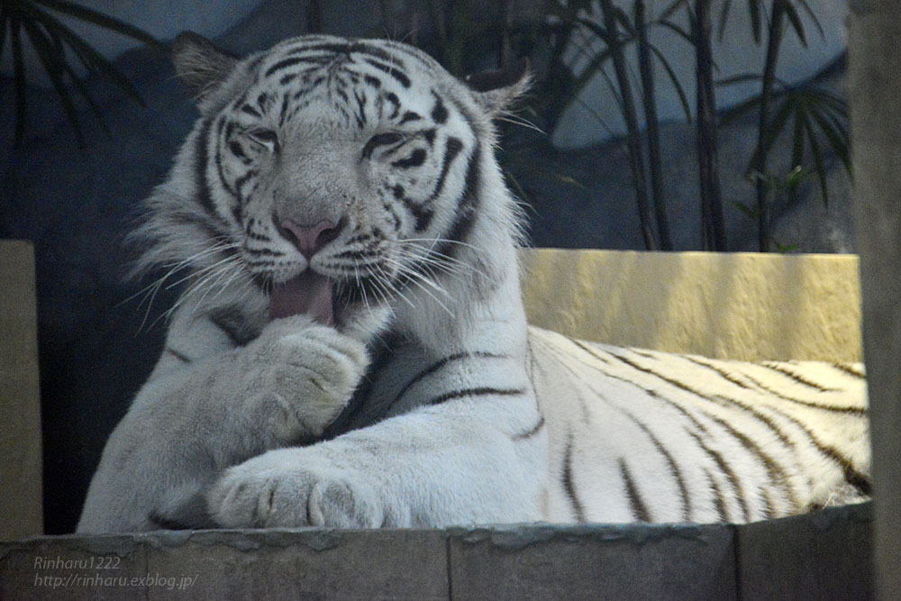 2016.11.5 ニフレル☆ホワイトタイガーのアクア<その7>(完)【White tiger】_f0250322_2253827.jpg