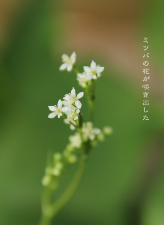 d0042827_19011028.jpg
