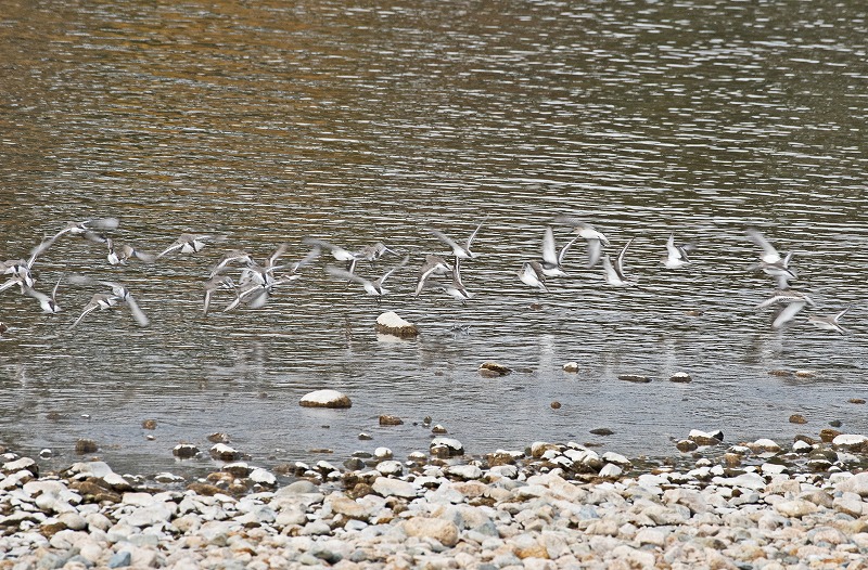 e0331427_3334158.jpg