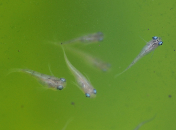 e0097534_1659468.jpg
