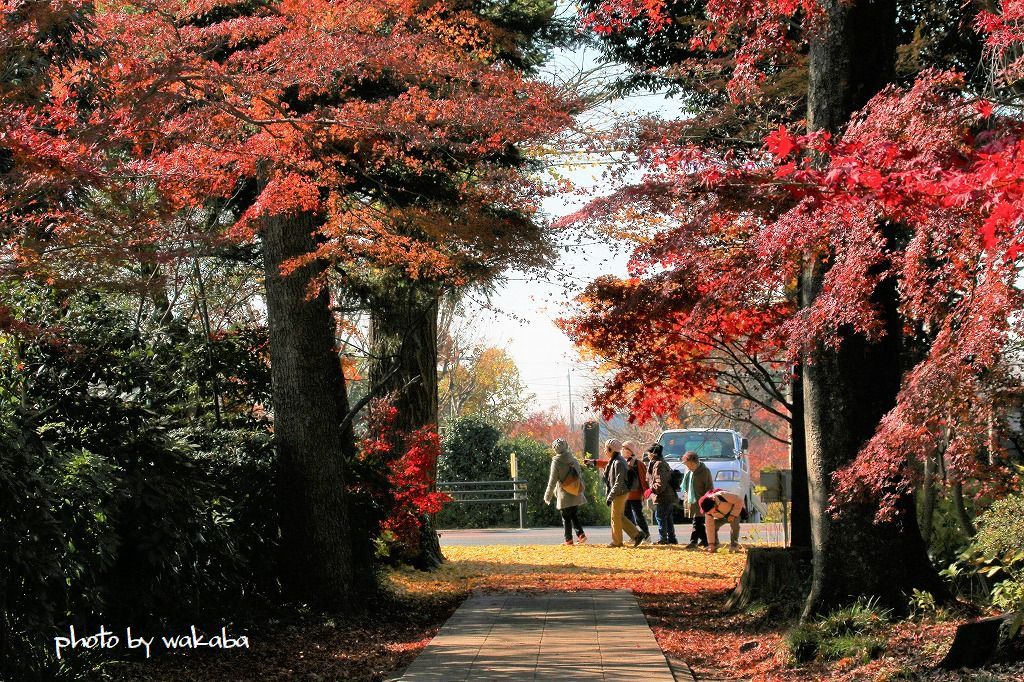 川口市の興禅院さん参道の紅葉！！！_e0052135_22235575.jpg