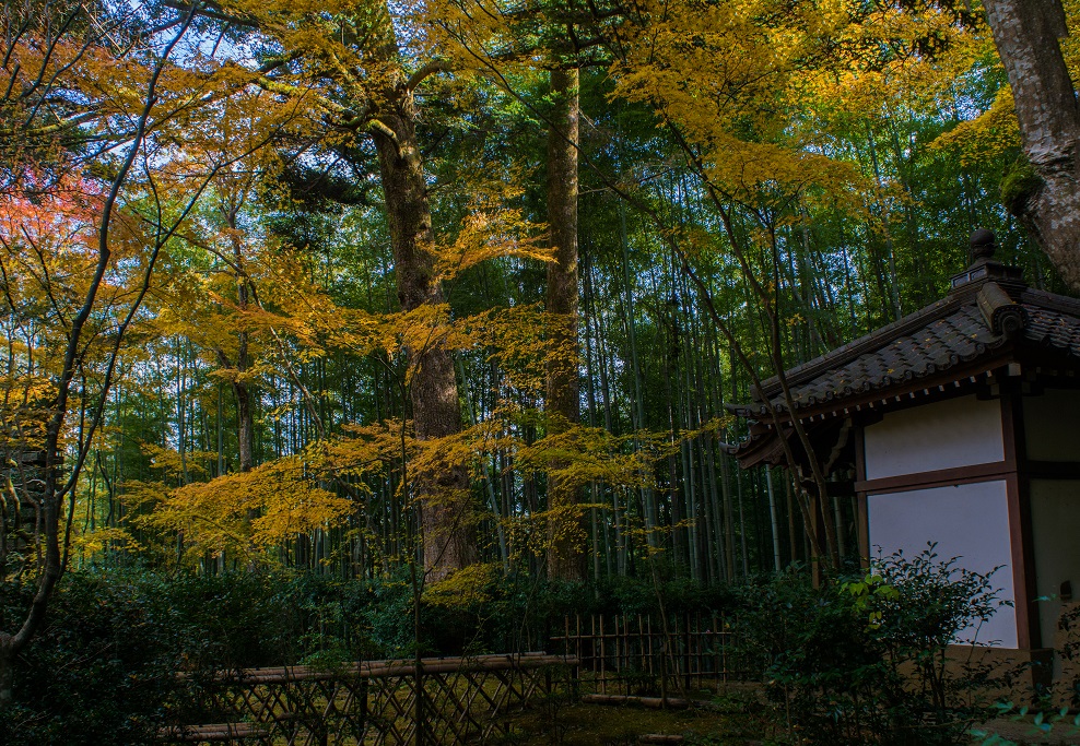 ２０１７京都紅葉～滝口寺_e0363038_1051111.jpg