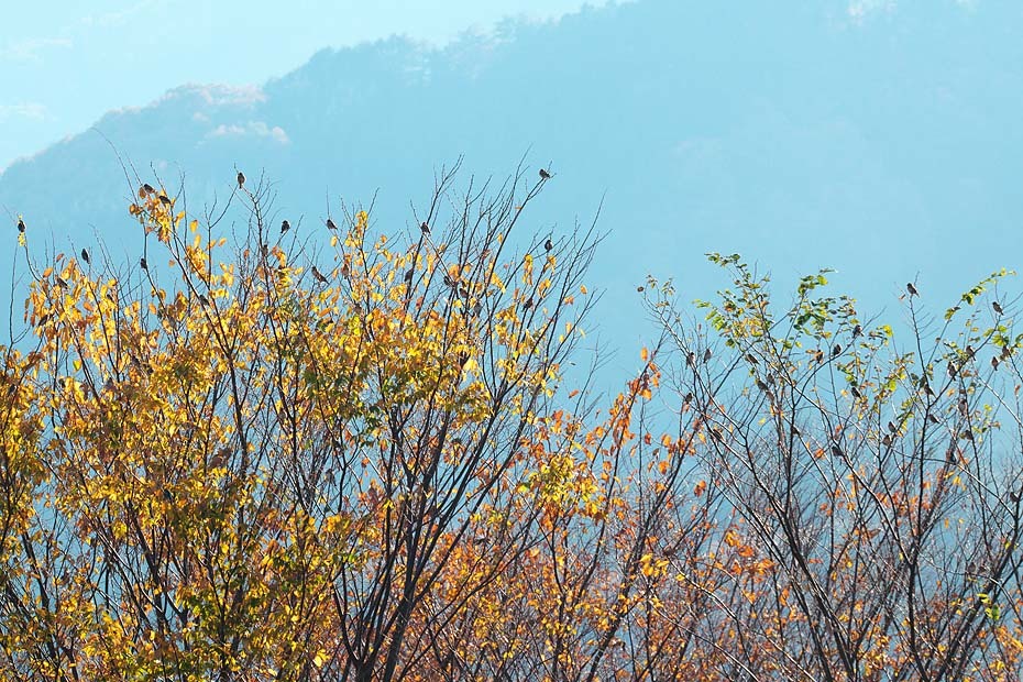 鳥のいる秋景_c0067040_20402646.jpg