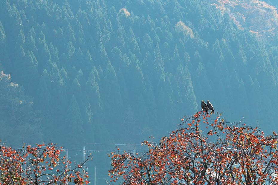 鳥のいる秋景_c0067040_20405207.jpg