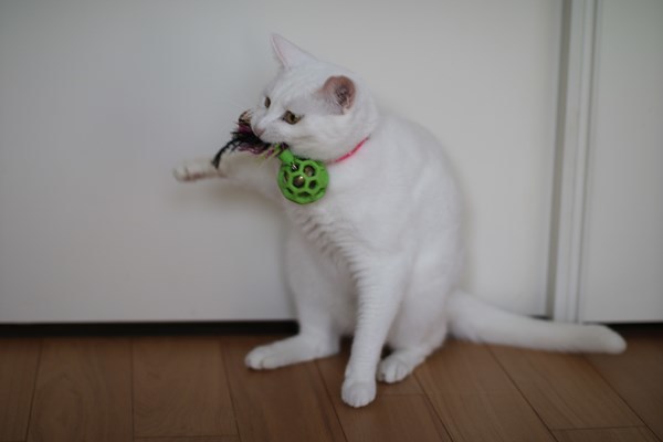 真っ白な保護猫さん_e0151545_18234327.jpg