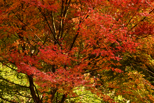 c0093046_13573411.gif