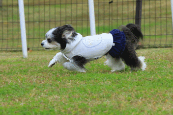 c0145250_09330837.gif