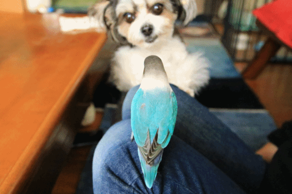 c0145250_09504198.gif