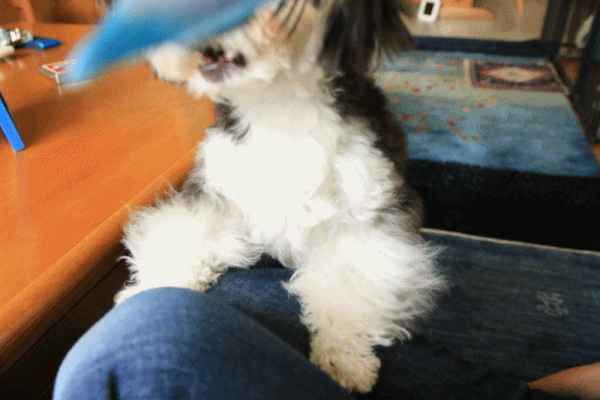 c0145250_09550353.gif