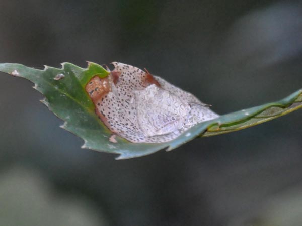 c0045352_20114014.jpg