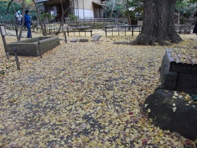 最後の紅葉を探しに三渓園へ_b0002954_10244923.jpg