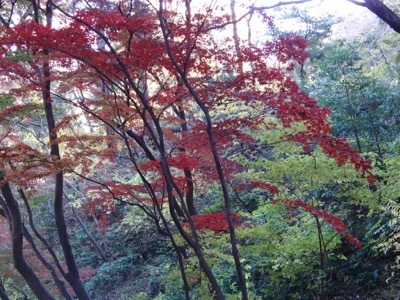 最後の紅葉を探しに三渓園へ_b0002954_10283064.jpg