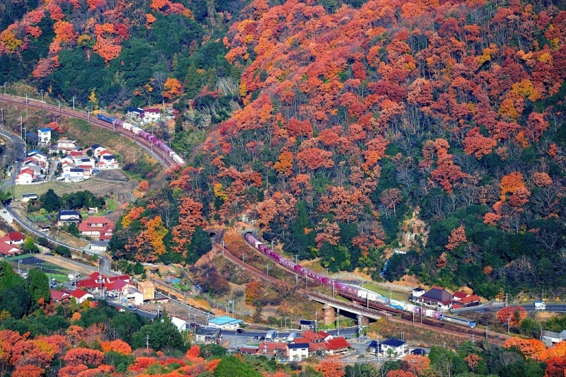 今年の広島の紅葉_d0336159_20251069.jpg