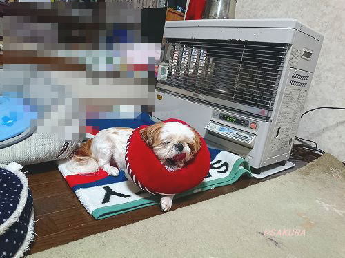 カフェ レストラン ひまわり 4 苫小牧 Manoの戯言 日々徒然 カフェ レストラン ひまわり 4 苫小牧 Manoの戯言 日々徒然