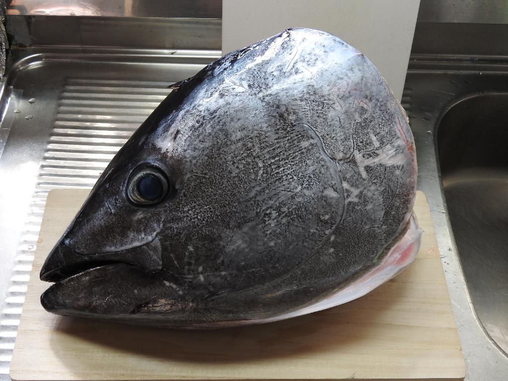 巨大マグロの頭 新 四季彩日記