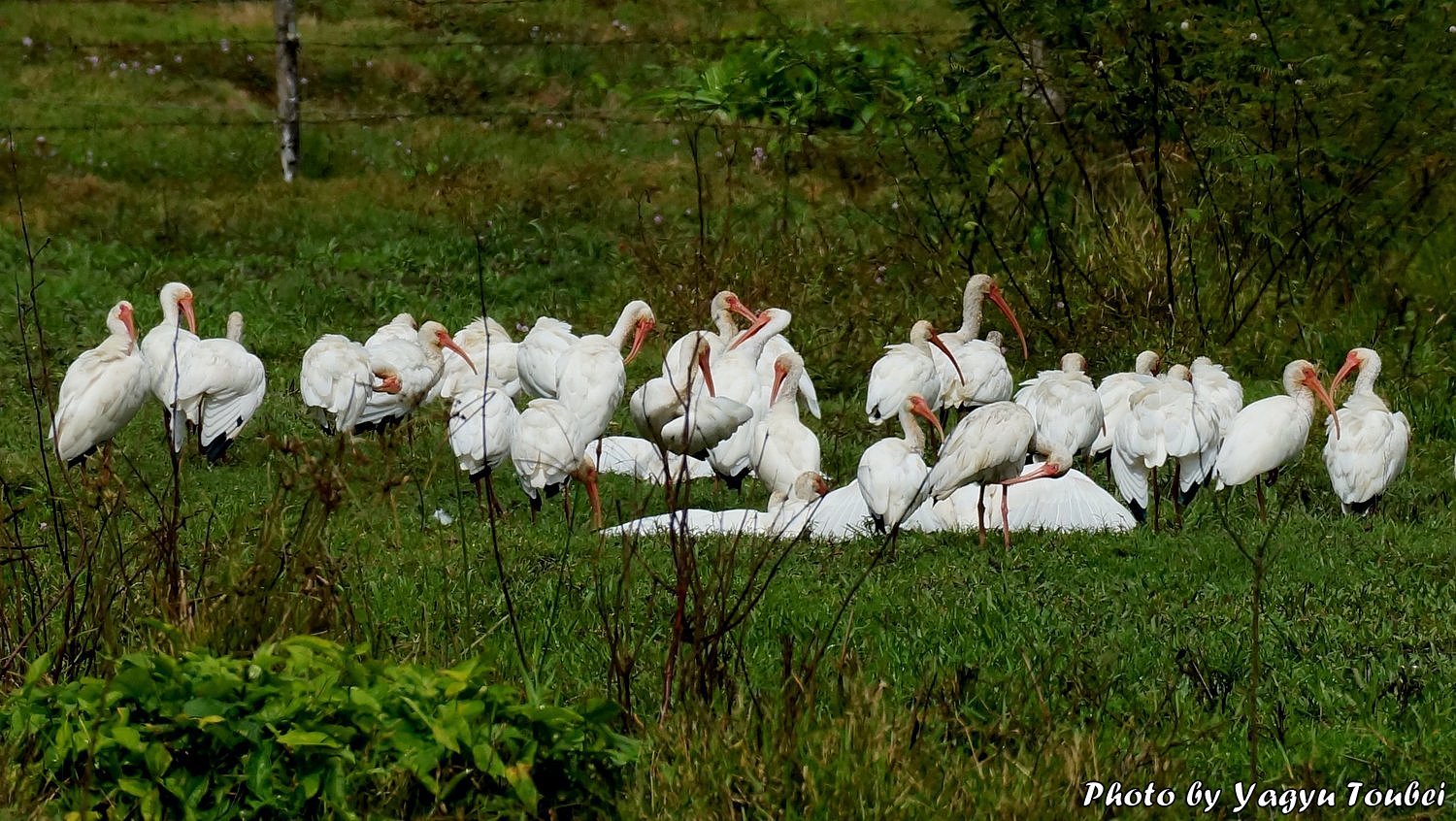 ベリーズ　道路沿いの White Ibis （ホワイト　イビス）の群れ_b0132475_20363925.jpg