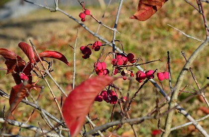 c0229483_213444100.jpg