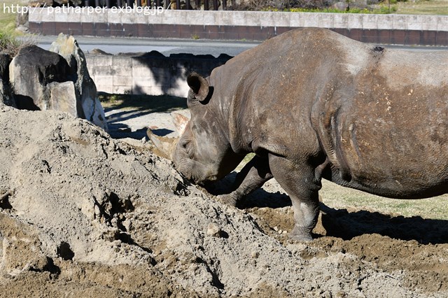 ２０１７年１１月　白浜パンダ見隊　その１１　ミミカちゃんと土山_a0052986_23521586.jpg