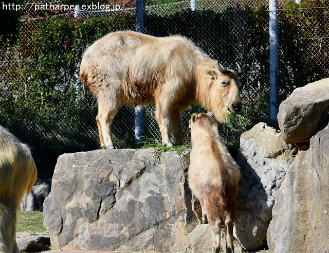 ２０１７年１１月　白浜パンダ見隊　その１１　ミミカちゃんと土山_a0052986_2359408.jpg