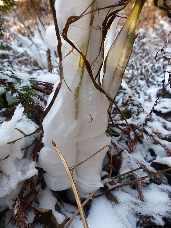 仰烏帽子の霜柱_f0357487_14271948.jpg