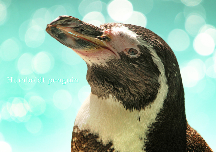 フンボルトペンギン：Humboldt penguin_b0249597_06540940.jpg
