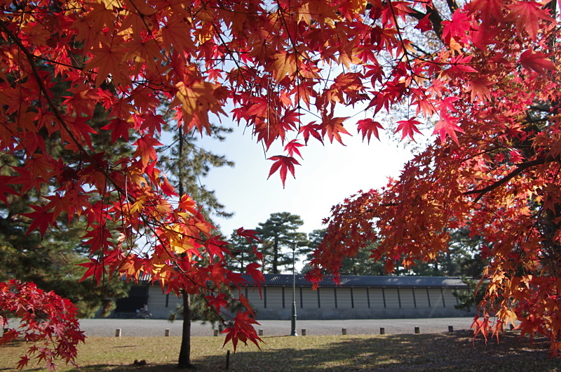 京都御苑　紅葉_c0382798_07281290.jpg