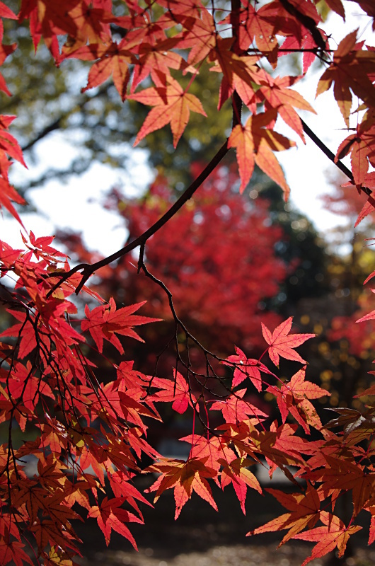 京都御苑　紅葉_c0382798_07283353.jpg