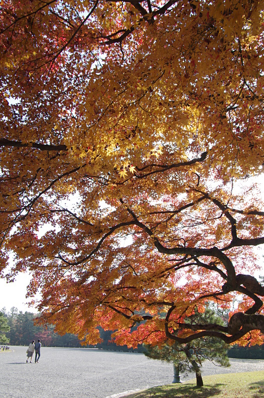 京都御苑　紅葉_c0382798_07285243.jpg