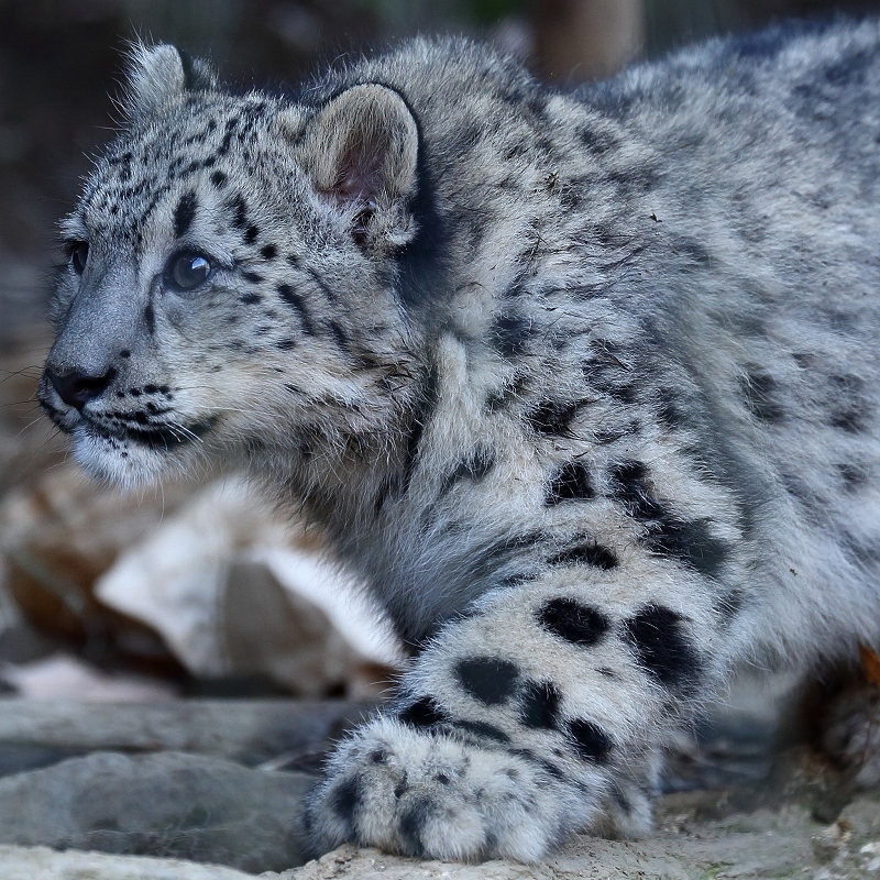 ユキヒョウのフクちゃんは、今日も涙目（多摩動物園） : 旅プラスの日記