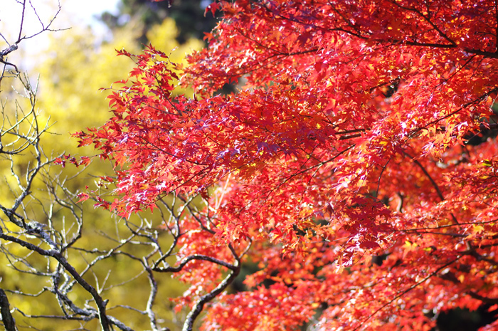 東慶寺　紅葉_b0151409_21565854.jpg