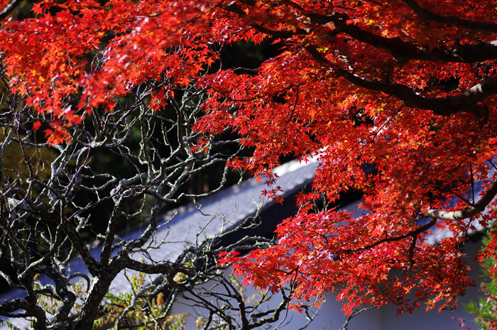 東慶寺　紅葉_b0151409_21572159.jpg