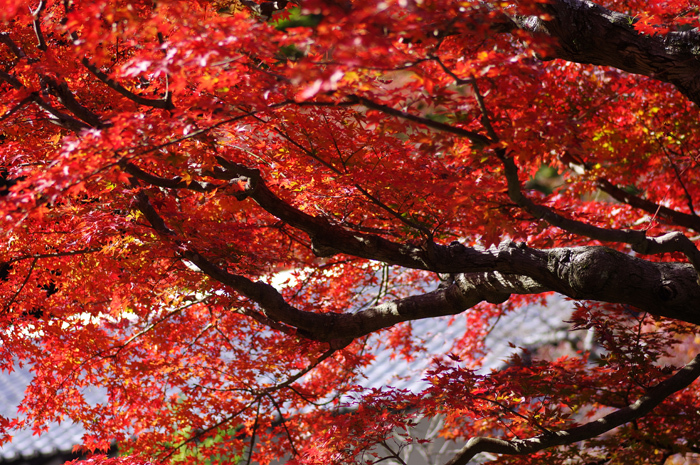 東慶寺　紅葉_b0151409_21573890.jpg