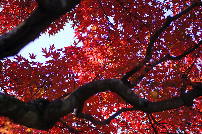 東慶寺　紅葉_b0151409_21575574.jpg