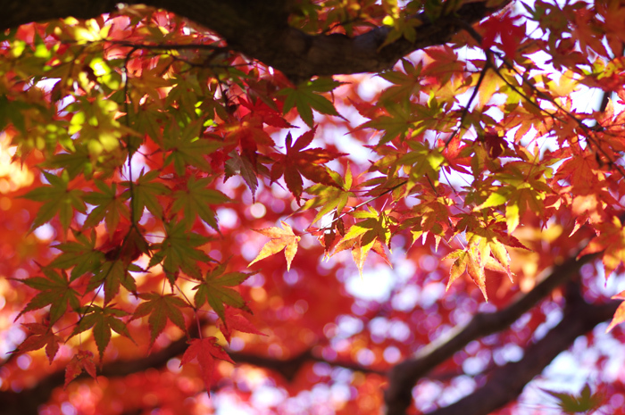 東慶寺　紅葉_b0151409_21582680.jpg