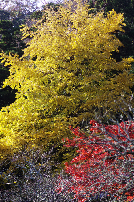 東慶寺　紅葉_b0151409_21595733.jpg