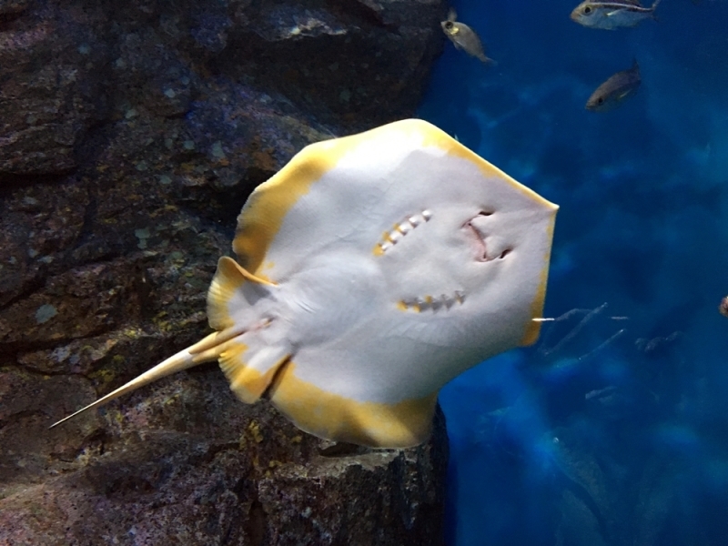 水族館　つづき_e0273811_11473816.jpg