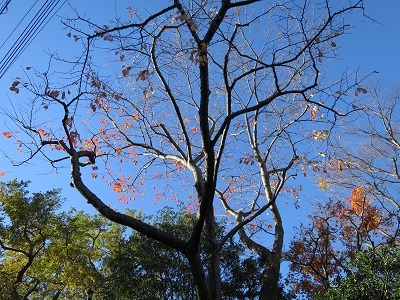 b0369813_17321462.jpg