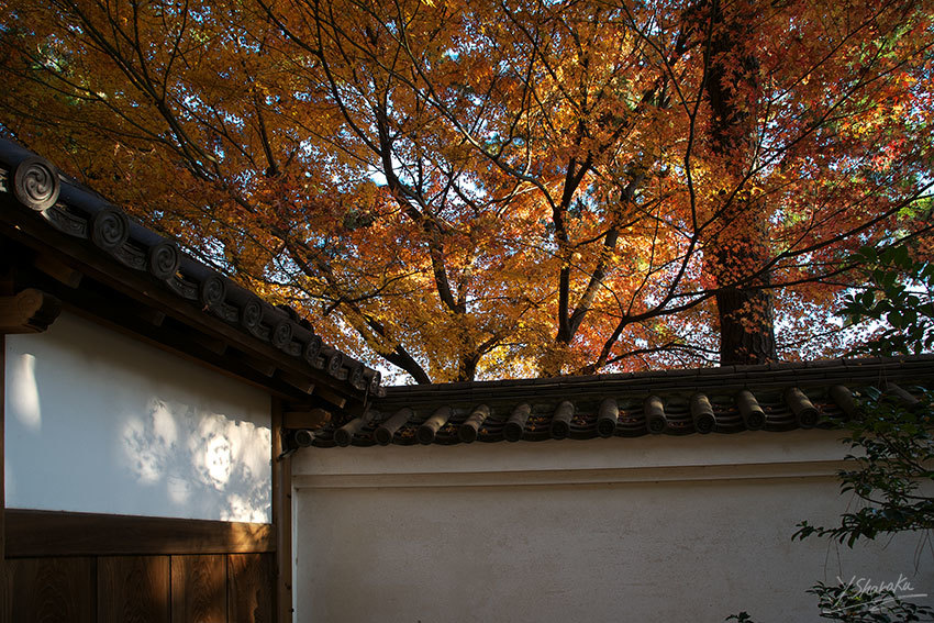 三渓園の紅葉　No1_f0344614_22484879.jpg