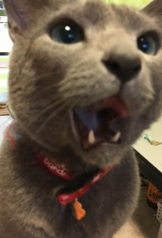 e0237625_16324240.jpeg