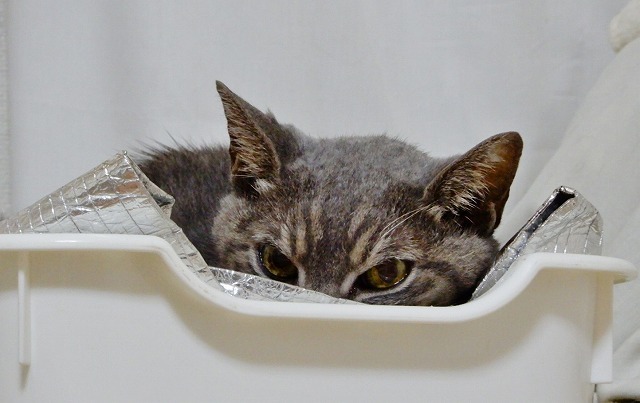 神に頼らず生きるのが猫_b0166128_09504496.jpg