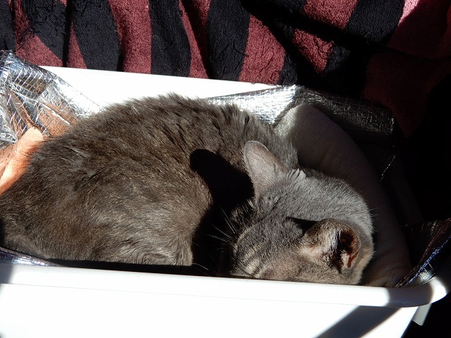 神に頼らず生きるのが猫_b0166128_09513916.jpg