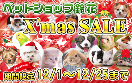 宮城県ペットショップ 女川町 涌谷町 犬猫クリスマスセール中 宮城 仙台ペットショップ鈴花